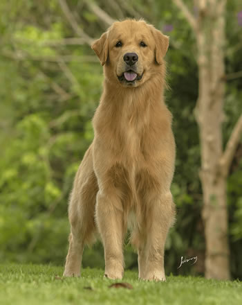 Filhote de Golden Retriever - Canil Golden Premier - Roger