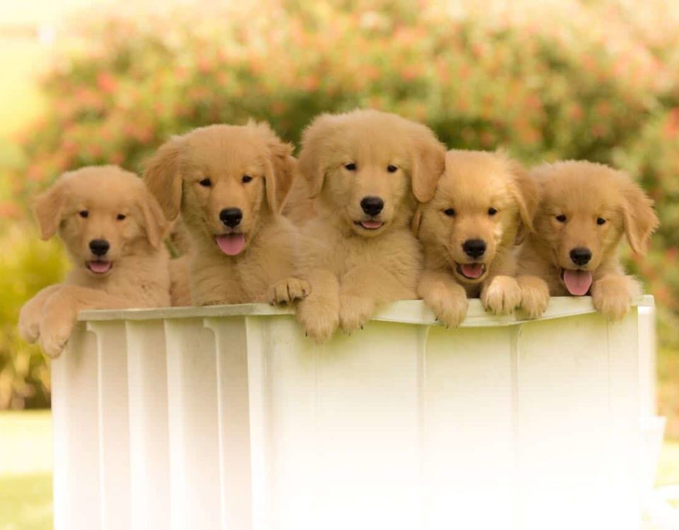 Golden Retriever padrão de qualidade