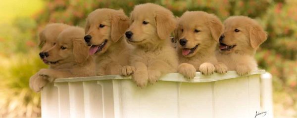 Padrão da Raça Golden Retriever