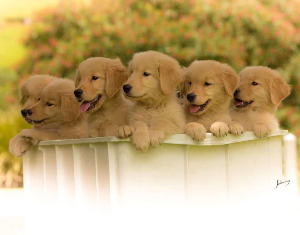 Padrão da Raça Golden Retriever