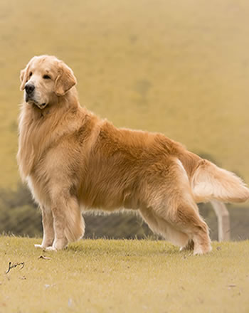 Filhote de Golden Retriever - Canil Golden Premier - Blue