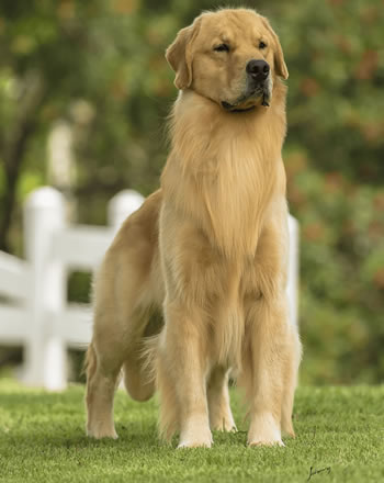 Filhote de Golden Retriever - Canil Golden Premier - Dio