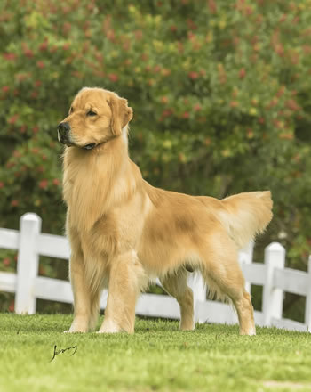 Filhote de Golden Retriever - Canil Golden Premier - Dio