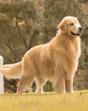 Filhote de Golden Retriever - Canil Golden Premier - Elvis