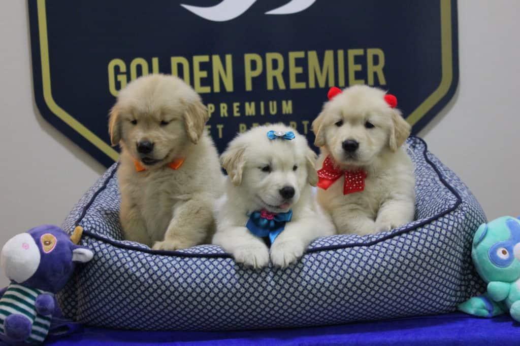 Videos de Filhotes de Golden Retriever 