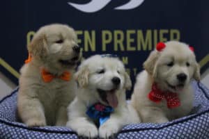 Filhote Golden Retriever a Venda