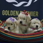 Golden: o cão ideal para toda a família