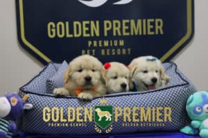 Filhotes Golden Retriever